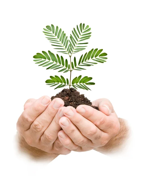 Palms with a tree seedling — Stock Photo, Image