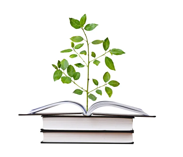 stock image Tree seedling growing from book