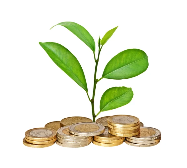 stock image Tree growing from pile of coins