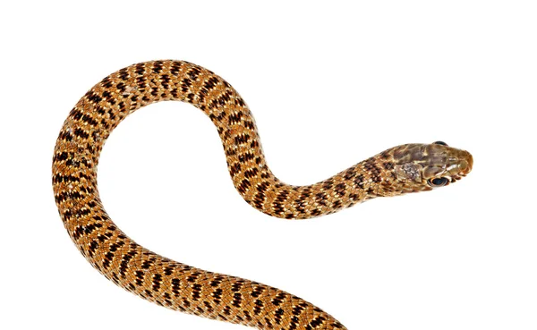 Zár-megjelöl-ból kígyó — Stock Fotó
