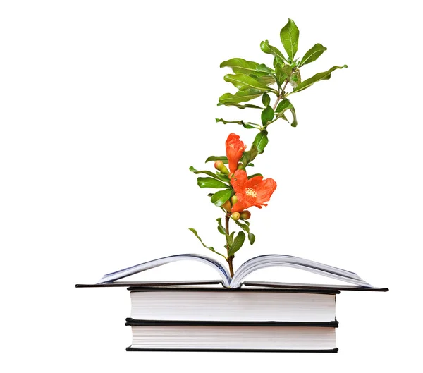 Blomma växer från en öppen bok — Stockfoto