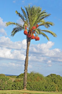 Palm at Israel coast clipart