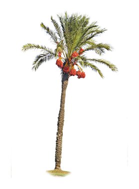 Date palm clipart