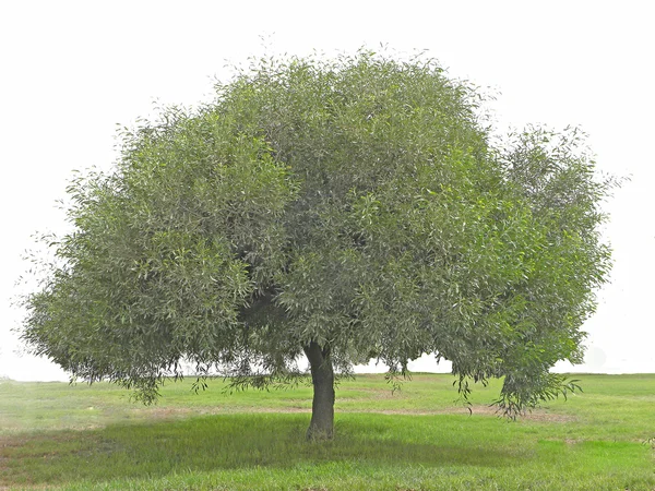 Дерево на поле — стоковое фото