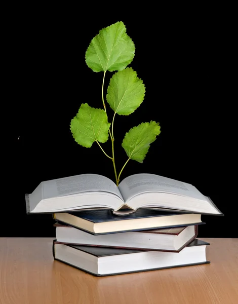 Seedling growing from an open book