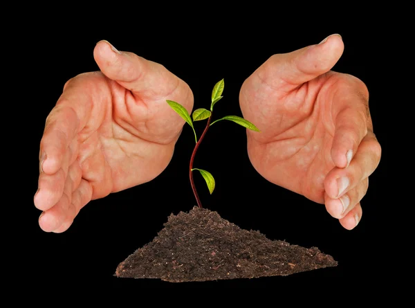 Avocado seedling protected by hands — Stock Photo, Image