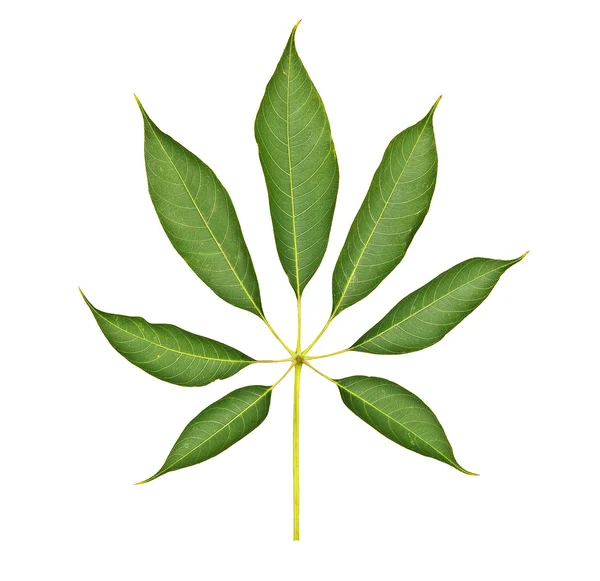 Close up of leaf — Stock Photo, Image