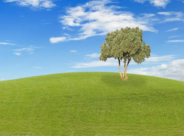 Copac în câmp — Fotografie, imagine de stoc