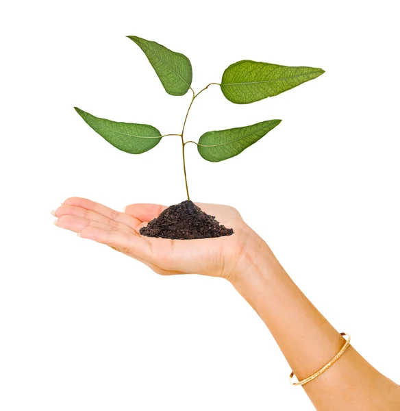 stock image Palm with a tree seedling