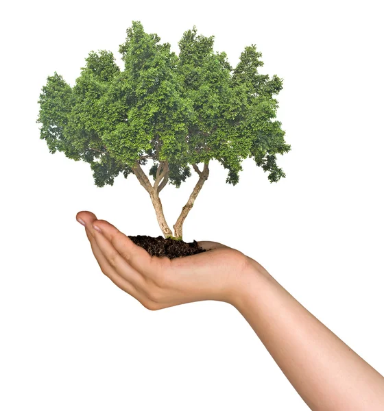 Tree in palm as a symbol of nature protection — Stock Photo, Image