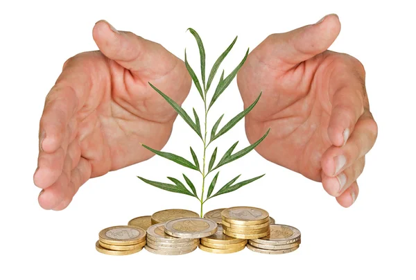 Hands protecting seedling growing from coins — Stock Photo, Image