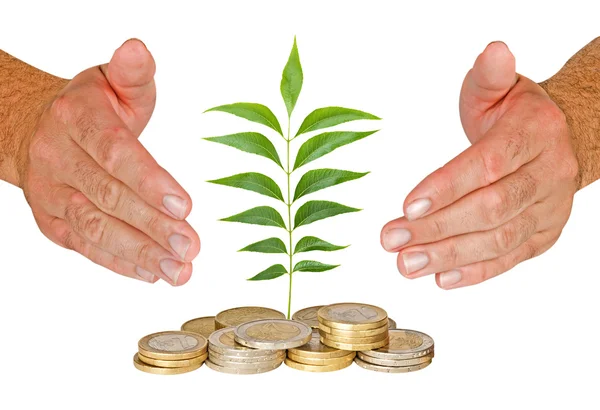 Hands protecting seedling growing from coins — Stock Photo, Image