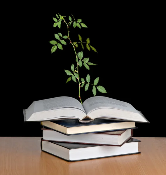 Rose growing from open book — Stock Photo, Image