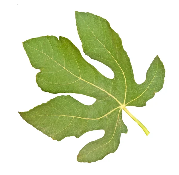 Folha de figo isolada sobre fundo branco — Fotografia de Stock