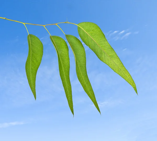 Eukaliptusa gałąź na tle nieba — Zdjęcie stockowe