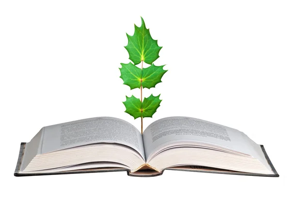 Açık kitap büyüyen ağacı — Stok fotoğraf