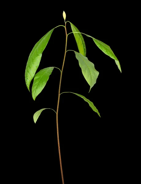 Росток авокадо — стоковое фото