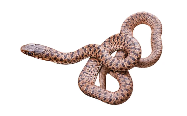 Gros plan du serpent — Photo