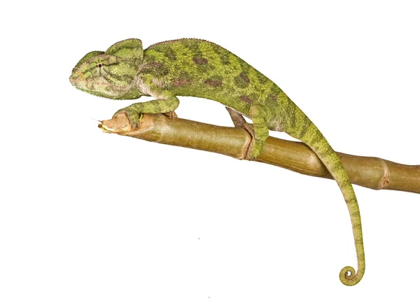 Kameleon izolowany na białym tle — Zdjęcie stockowe