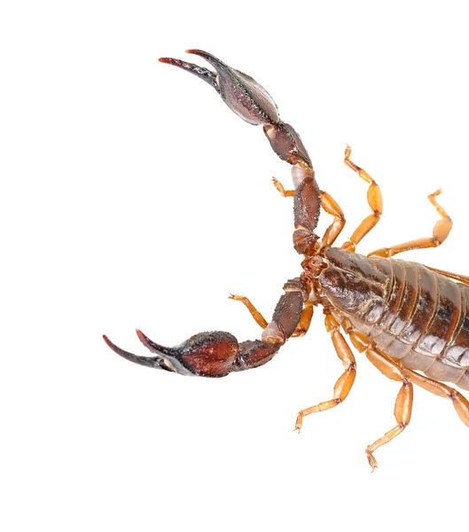 Скорпион изолирован на белом фоне — стоковое фото