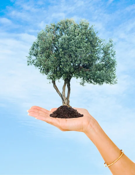 Drzewo oliwne w ręce jako symbol ochrony przyrody — Zdjęcie stockowe