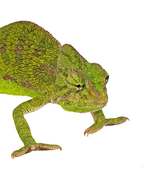 Chameleon isolated on white background — Stock Photo, Image