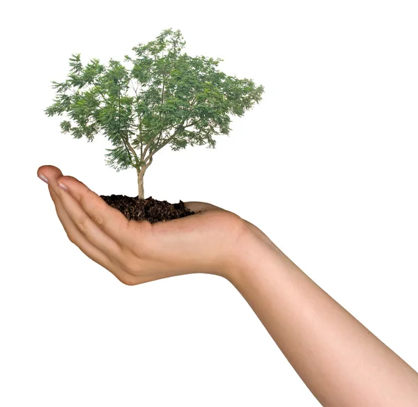 Árvore na palma da mão como um símbolo da proteção da natureza — Fotografia de Stock