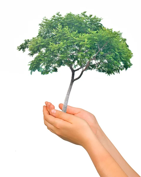 stock image Tree in palms as a symbol of nature protection