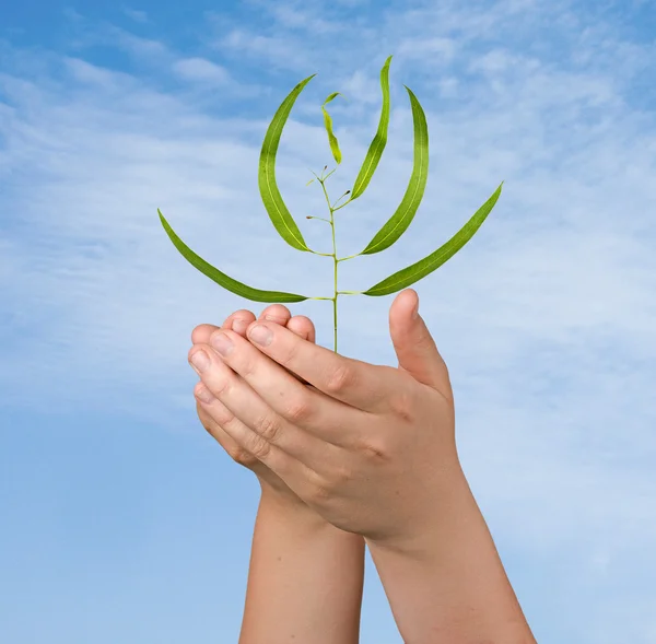 Brotar nas palmas das mãos como um símbolo da proteção da natureza — Fotografia de Stock