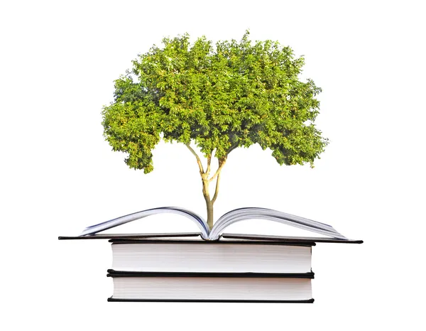 Baum wächst aus einem offenen Buch — Stockfoto