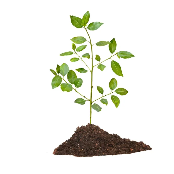 Tree seedling growing from soil — Stock Photo, Image