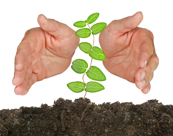 Plant protected by hands — Stock Photo, Image