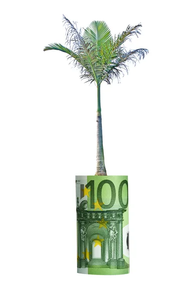 从欧元钞票成长的棕榈 — 图库照片