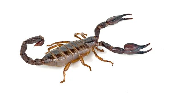 Скорпион изолирован на белом фоне — стоковое фото