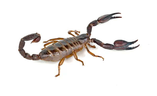 stock image Scorpion isolated on white background