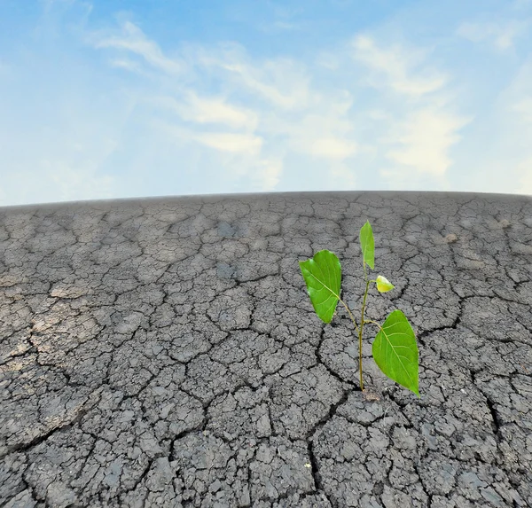 stock image Barren land at summer