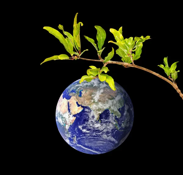 Planeta Země jako ovoce na větvi — Stock fotografie