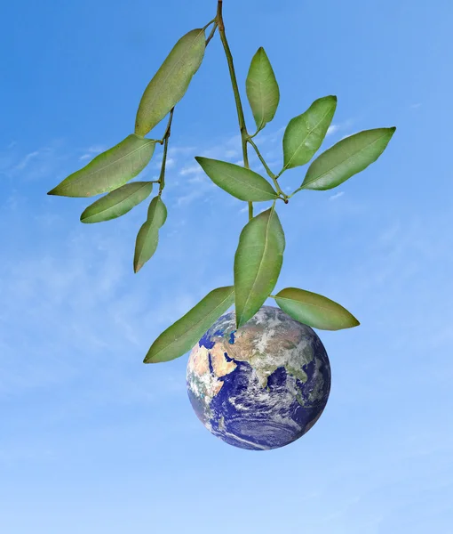 stock image Planet Earth as a fruit on branch