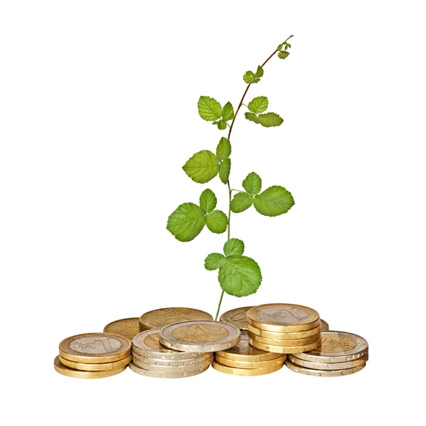 Frambozen groeien uit de stapel van munten — Stockfoto