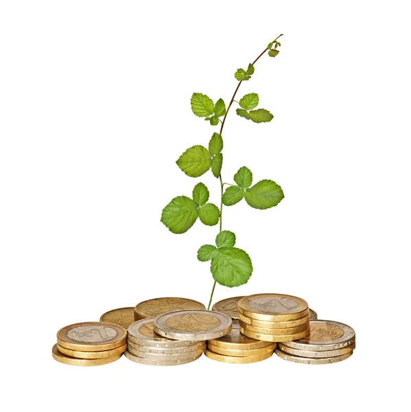 Raspberry growing from pile of coins — Stock Photo, Image