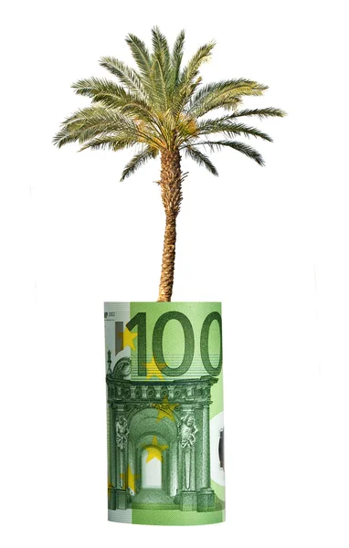 Пальма, растущая из банкнот евро — стоковое фото