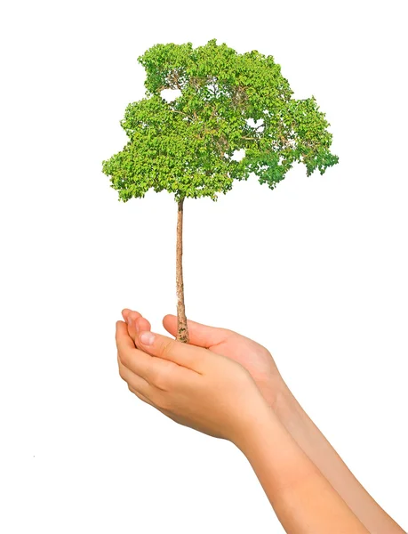 Δέντρο στις παλάμες, ως σύμβολο της προστασία της φύσης — Φωτογραφία Αρχείου