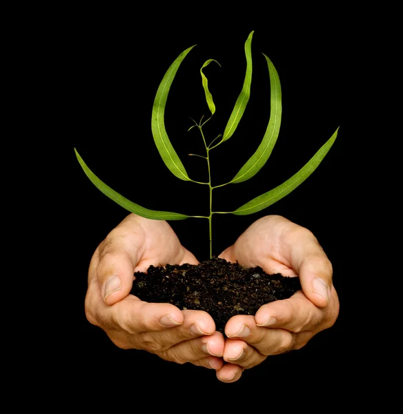 A sprout in hands as a symbol of nature protection — Stock Photo, Image