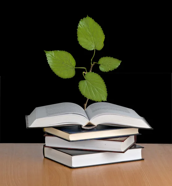 Tree seedling growing from book — Stock Photo, Image