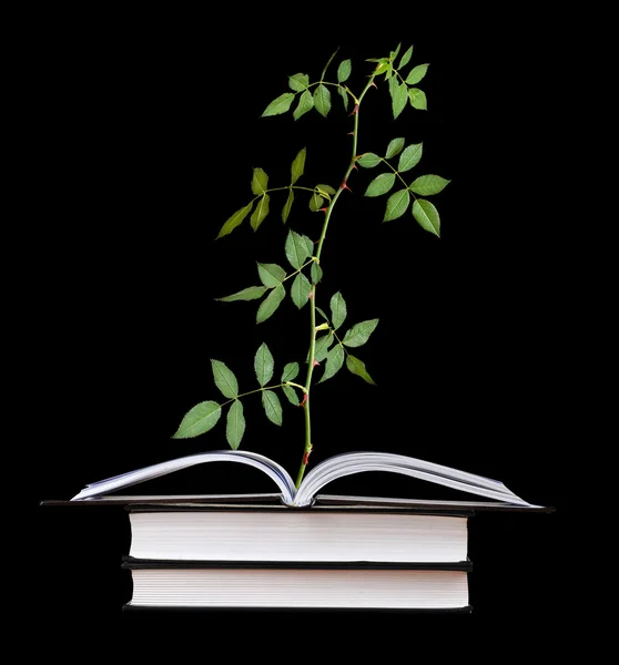 Rose zaailing groeien van boek — Stockfoto