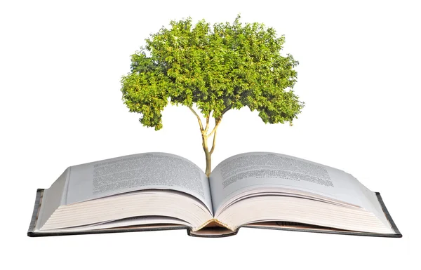 Tree seedling growing from book — Stock Photo, Image
