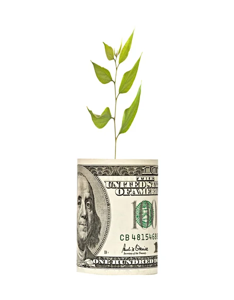 Träd skjuta växer från dollarsedel — Stockfoto