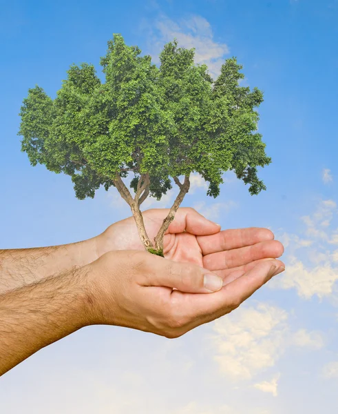 Drzewo w ręce jako symbol ochrony przyrody — Zdjęcie stockowe