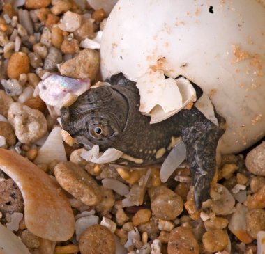 Baby soft-shell turtle clipart