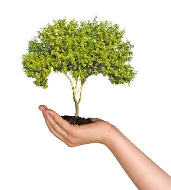 Tree in palm as a symbol of nature protection clipart